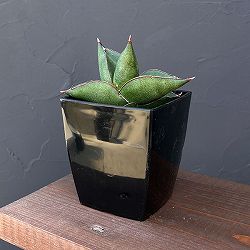サンスベリア：オペラハウス　3.5号鉢植え*