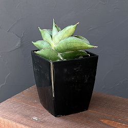 サンスベリア：ビルバオ　3.5号鉢植え*
