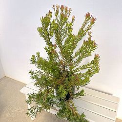 リューカデンドロン：ゾーイ　7号鉢植え