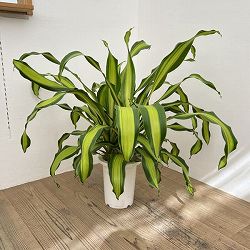 ドラセナ：ゴールドコード　7号鉢植え