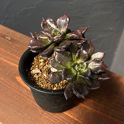 エケベリア：ブラックマディバ　2.5号鉢植え*