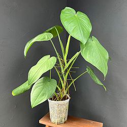 シンゴニウム：チアペンス　6号鉢植え*
