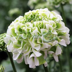 ラナンキュラス：ポンポン　イグルー5号鉢植え