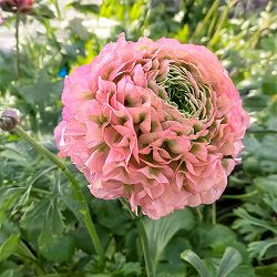 ラナンキュラス：ポンポン　アリス5号鉢植え