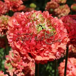 ラナンキュラス：ポンポン　ミネルバ5号鉢植え