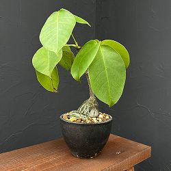 プセウドボンバックス：エリプチクム（実生株）　3号鉢植え25-01