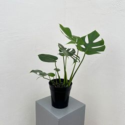 モンステラ：デリシオサ　コンパクタ　5号鉢植え*