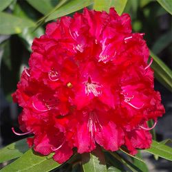 西洋シャクナゲ：バーニングラブ3.5号ポット