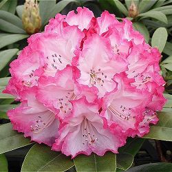 西洋シャクナゲ：ドレスアップ3.5号ポット