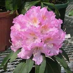 西洋シャクナゲ：ビューティーエンプレス3.5号ポット