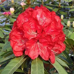 西洋シャクナゲ： ファイアードラゴン3.5号ポット