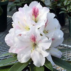 西洋シャクナゲ：マドンナ3.5号ポット