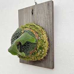 ビカクシダ（コウモリラン）：マダガスカリエンセ板付け