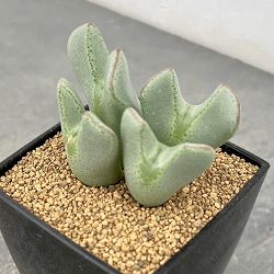 コノフィツム：Y57　3号鉢植え