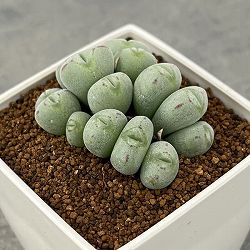 コノフィツム：ルイザエ　3号鉢植え