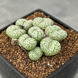 コノフィツム：安寿姫　3号鉢植え