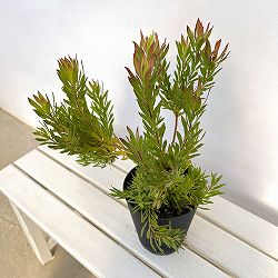 リューカデンドロン：ゾーイ　5号鉢植え