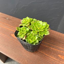 セデベリア：レティジア（万華鏡）　3号ポット