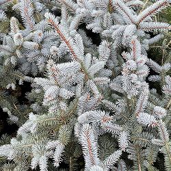 ピセアプンゲンス（プンゲンストウヒ）：モヘミー樹高60cm根巻き