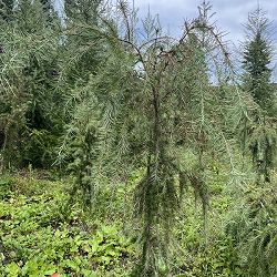 マツ（松）：シダレカラマツ樹高80cm根巻き