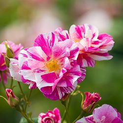 イングリッシュローズ　デビッド・オースチン・ロージズ：ザ・キングズ・ローズ大苗