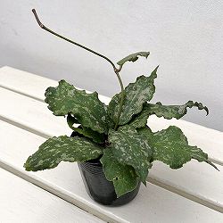 ホヤ：ウンデュラータ　3.5号ポット