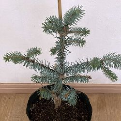 ピセアプンゲンス（プンゲンストウヒ）：エリックフラム7号ポット