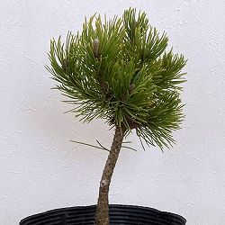 マツ（松）：コントルタマツ　フリシアンゴールド7号ポット