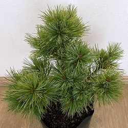 マツ（松）：チョウセンゴヨウマツ　マリモ7号ポット