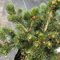 ピセアプンゲンス（プンゲンストウヒ）：ラッキーストライク7号ポット