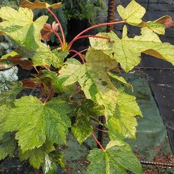 セイヨウカジカエデ：エクスサンセット7号ポット