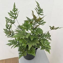 ドリオプテリス：コンカラー　5号鉢植え