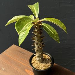 パキポディウム：バロニー　3号鉢植え
