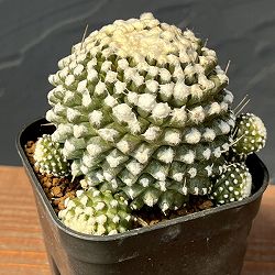 サボテン：コピアポアテヌイシマ・魚鱗玉　3号鉢植え
