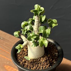 アデニウム：アラビカム　獅子葉　3号鉢植え
