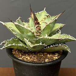 アガベ：オテロイ　3号鉢植え