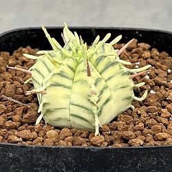 ユーフォルビア：メロフォルミス錦 2.5号スクエア鉢植え*