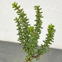ケラリア：ナマクエンシス　2.5号鉢植え