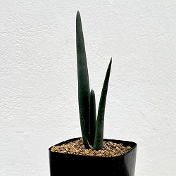 アロエ：スザンナエ　2.5号鉢植え