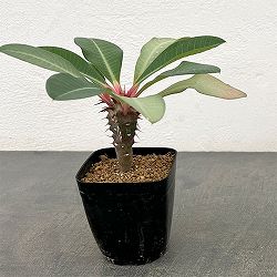 ユーフォルビア：ビグエリー　2.5号鉢植え