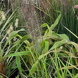 ペンニセツム（ファウンテングラス）：アロペクロイデス  ビリデスケンス（赤穂）５号鉢植え