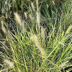 ペンニセツム（ファウンテングラス）：アロペクロイデス  ビリデスケンス（白穂）6号鉢植え