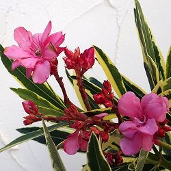 キョウチクトウ（夾竹桃）：斑入り（桃花）樹高1.2m根巻き