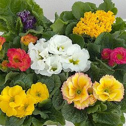 プリムラ： ローディ　ミックス3-3.5号ポット