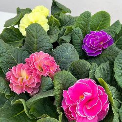 プリムラ： パラディソダブル（花色おまかせ）3-3.5号ポット