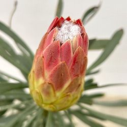 プロテア：ルビーブラッシュ　8号25-02