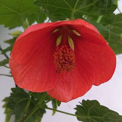 アブチロン：姫りんご5号鉢植え