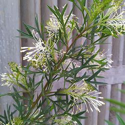 グレビレア：ホワイトウィングス4号ポット