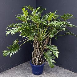 フィロデンドロン：クッカバラ　8号鉢植え25-04