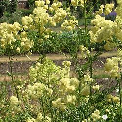 タリクトラム ：ルキデュム3-3.5号ポット